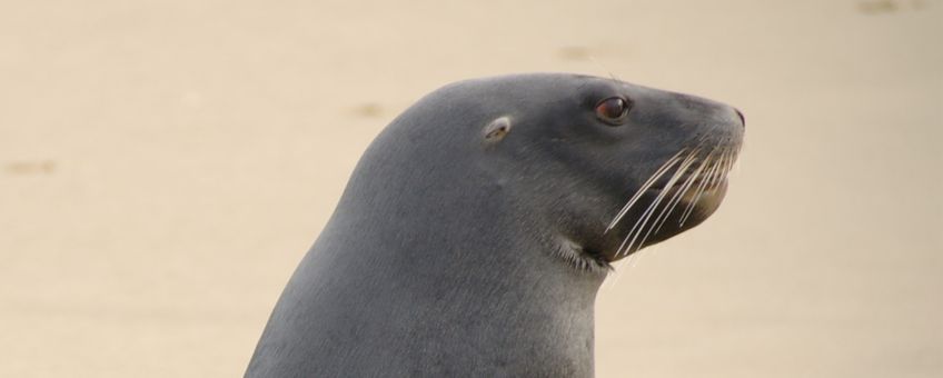 New Zealand Sea Lion