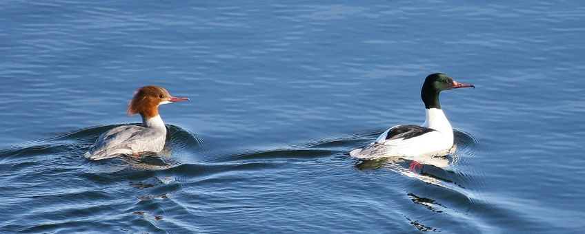 Mergus merganser. Grote zaagbek