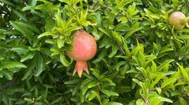 Dwergvariëteit Punica granatum 'Nana' als sierplant in Novi Vinodolski, Kroatië