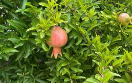 Dwergvariëteit Punica granatum 'Nana' als sierplant in Novi Vinodolski, Kroatië