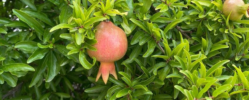 Dwergvariëteit Punica granatum 'Nana' als sierplant in Novi Vinodolski, Kroatië