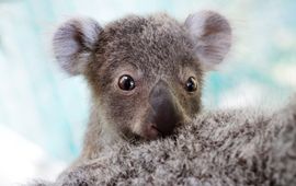 Brad Mustow/Friends of the Koala Cupid