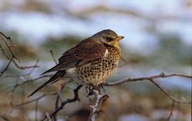 IVN Vecht en Plassengebied kramsvogel