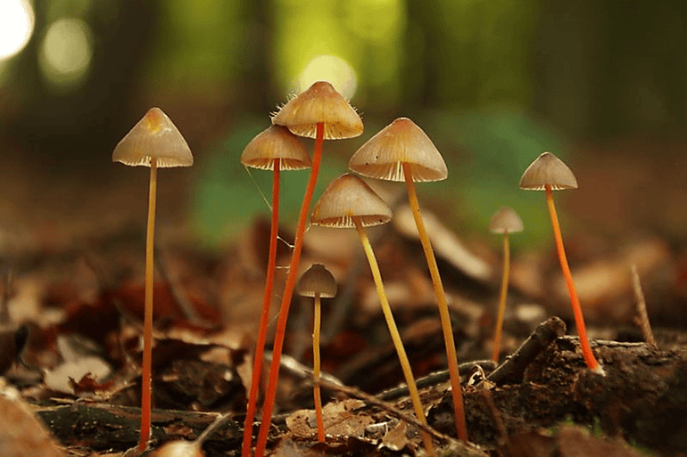 Prachtmycena's