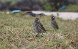 Darwin finches