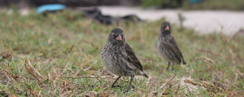 Darwin finches