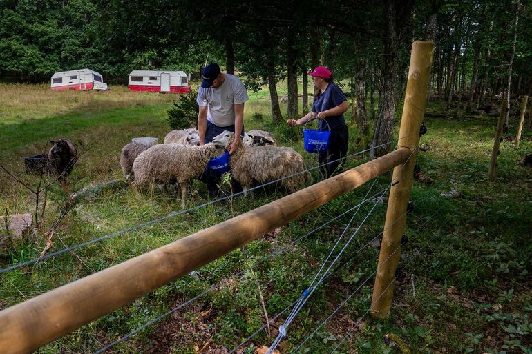 Vrijwilligers helpen schapenboeren in Zweden met het plaatsen van wolfwerende hekken