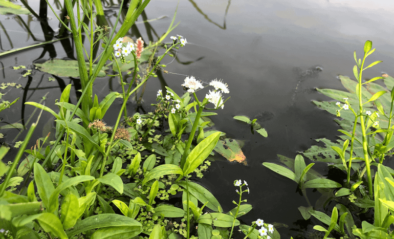 Pijptorkruid en moerasvergeet-mij-nietje