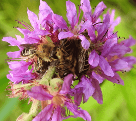 Kattenstaartdikpoot, Melitta nigricans