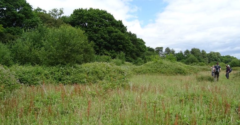 Er is binnen het project Wild van Vlinders ook kennis opgedaan op Knepp Estate, een landgoed in Engeland, waar zich de grootste populatie van de grote weerschijnvlinder in Engeland heeft ontwikkeld