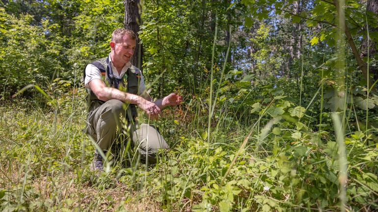 Joël laat kwijnende eikjes zien. Door de arme grond en de zoute zeewind blijven ze klein