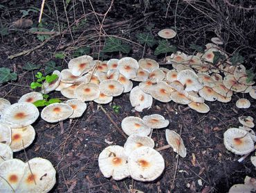 Massale fructificatie van Stinkparasolletjes