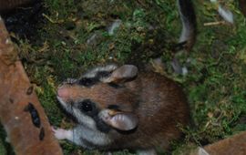 Eikelmuis in nestkast