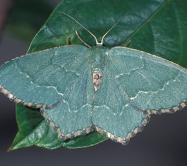 Hemithea aestivaria, Kleine zomervlinder