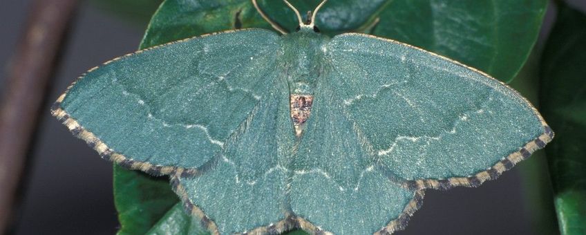 Hemithea aestivaria, Kleine zomervlinder
