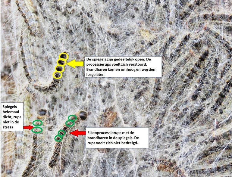 De brandharen van de eikenprocessierups zijn zwart van kleur. De groene cirkels laten de spiegels van eikenprocessierupsen zien die zich niet bedreigd voelen. De brandharen zitten in de spiegels. De gele cirkels laten spiegels zien van een rups die zich bedreigd voelt. De spiegels zijn gedeeltelijk opengezet waardoor de brandharen omhoog komen en losgelaten worden als verdediging. De lange witte haren zijn niet gevaarlijk