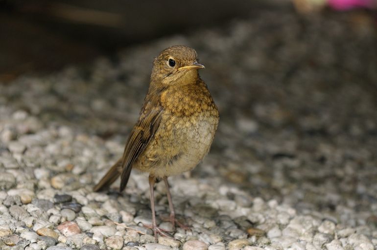 Jonge roodborst