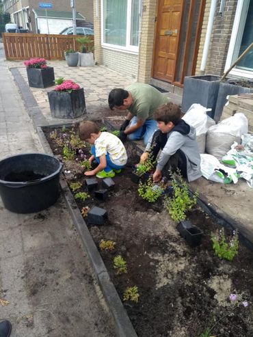 Plant inheemse planten in je voortuin