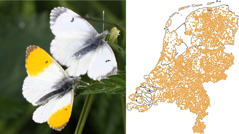 Een man en een vrouw oranjetipje. Op het kaartje de waarnemingen vanaf 2015