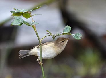 Tjiftjaf in Leidse Hortus