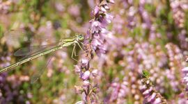 Tengere pantserjuffer - primair