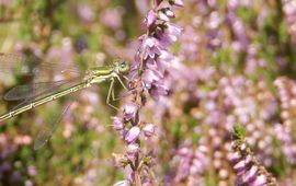 Tengere pantserjuffer - primair