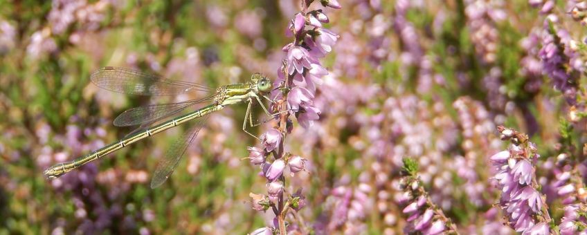 Tengere pantserjuffer - primair
