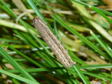 Rups van de vierkantvlekuil