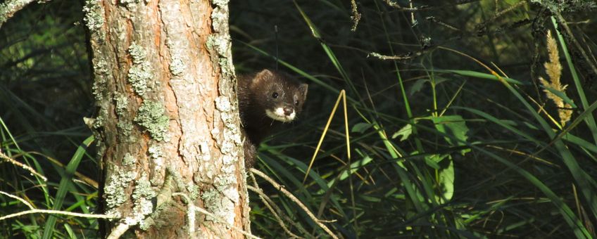 eenmalig gebruik, single use; mink, nerts