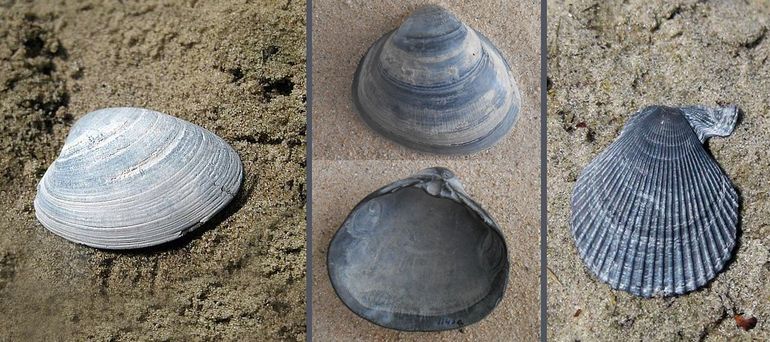 Links: grijze tapijtschelp. Midden: fossiele grote strandschelp. Rechts: bonte mantel