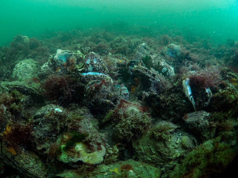 Is er voldoende aandacht voor ecologische effecten van activiteiten op de Noordzee?  