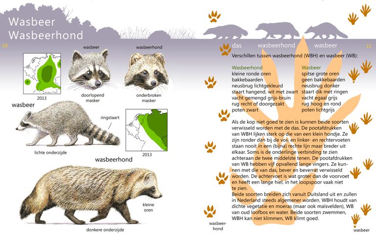 Wasbeerhond (en wasbeer) in de Roofdiergids van ARK Natuurontwikkeling