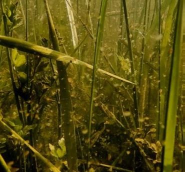 Talrijke watervlooien na ontstaan van een natte overstromingsvlakte