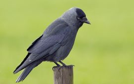 Marc Van den Bril Op en top Kauw: korte snavel, zwart petje, grijze nek en witblauwe oogjes.