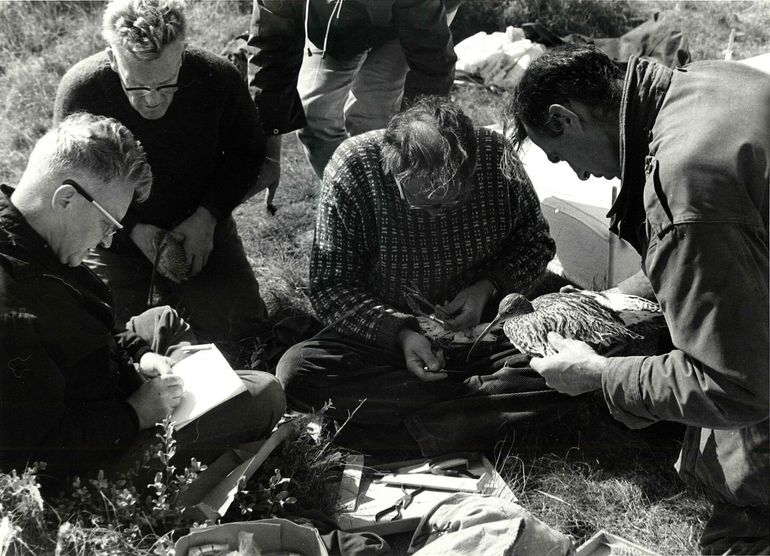 Het ringen van wulpen na een succesvolle vangst met een kanonnet, Vlieland, 1964