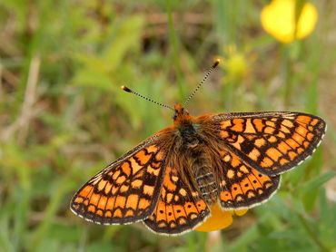 De Europese graslandvlinders gaan sterk achteruit, zoals deze, inmiddels uit Nederland verdwenen, moerasparelmoervlinder