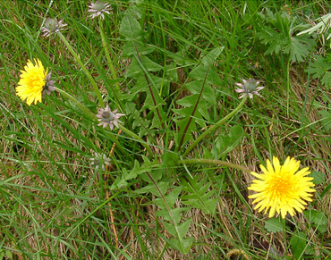 Bovenaanzicht met bloem en blad van Taraxacum excellens