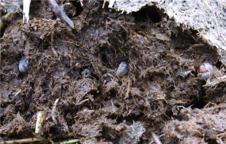 Keverlarven in mest zijn een belangrijke voedselbron voor weidevogels