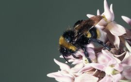 Bombus vestalis. Grote koekoekshommel, man