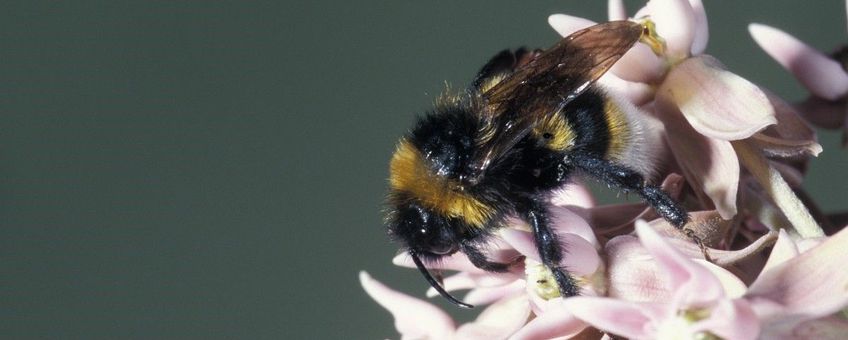 Bombus vestalis. Grote koekoekshommel, man