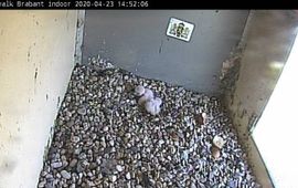 webcam provincie Noord-Brabant slechtvalk kuikens