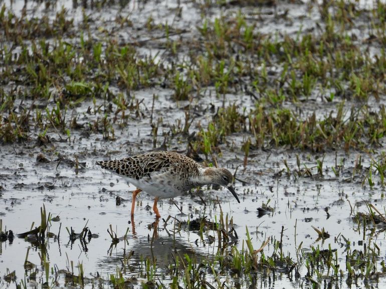 Kemphaan in de plasdras