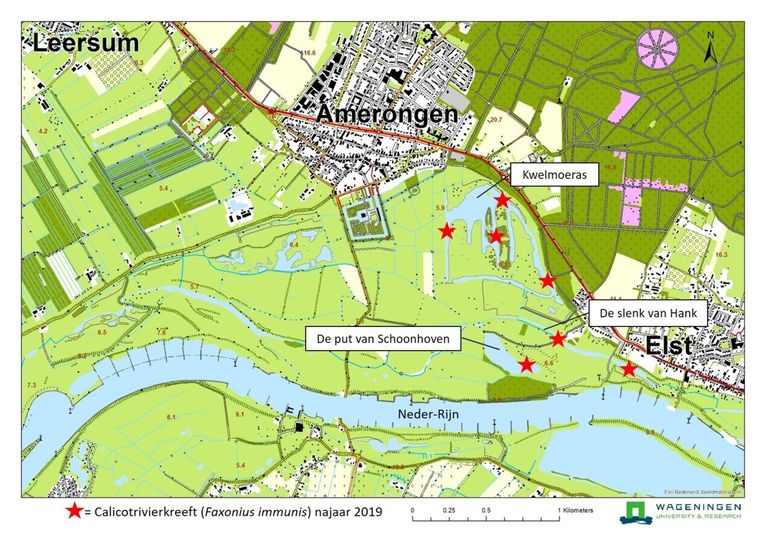 Waarnemingen Calicotrivierkreeft in de Amerongse Bovenpolder