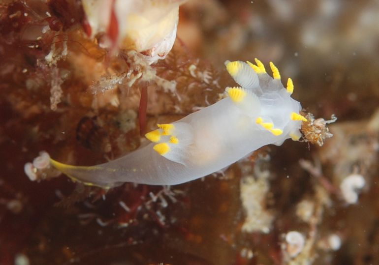 Een van de verschillen met de andere Nederlandse harlekijnslakken is het grotere aantal lamellen op de rhinoforen ('de reuksprieten') op de kop van de nieuwe 'Cornwall-harlekijnslak'. Een ander verschil is het geringere totale aantal kieuwen op de rug. Porthkerris, Cornwall, GB, 2013, diepte 15 meter