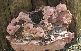 Fomitopsis rosea