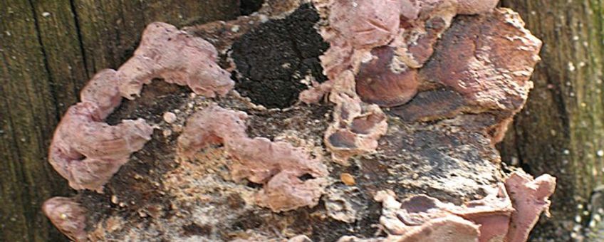 Fomitopsis rosea