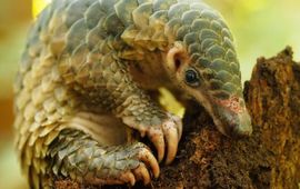 ©1StopBrunei Wildlife Het Javaans schubdier (ook wel Maleis schubdier genoemd) komt voor in Zuidoost-Azië.