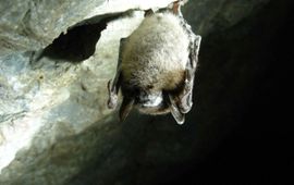 Little brown bat, Myotis Lucifugus