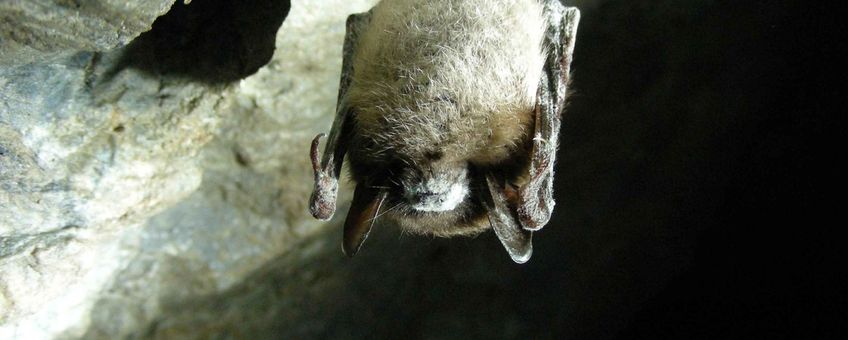 Little brown bat, Myotis Lucifugus