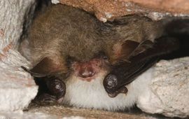 Franjestaart in winterslaap